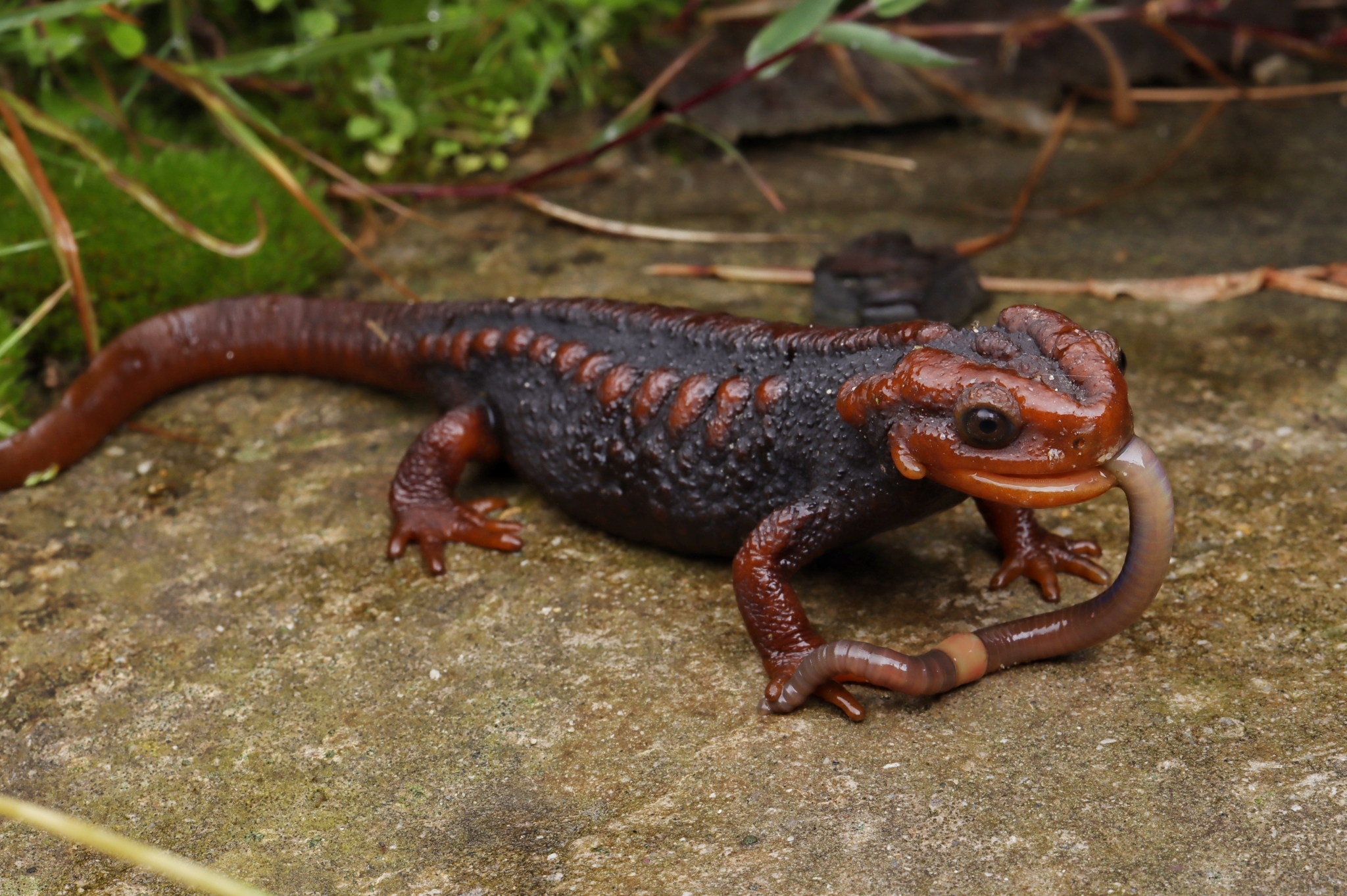 アメイロイボイモリ Tylototriton verrucosus 2020/8CB×3 多分オス2メス1  それぞれ親違い(イモリ、サラマンダー)｜売買されたオークション情報、yahooの商品情報をアーカイブ公開 - オークファン 両生類