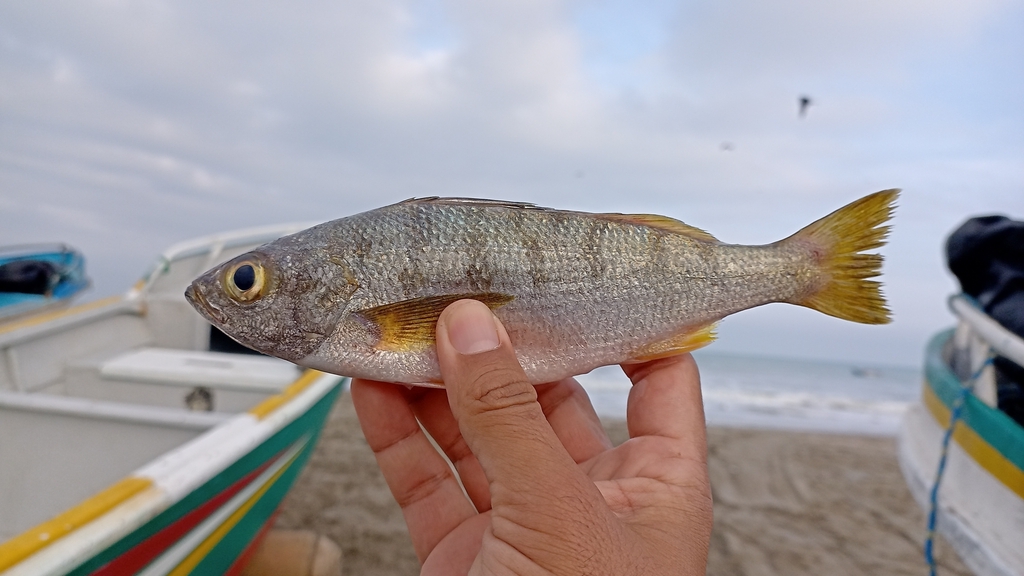 Armed grunt (Conodon serrifer) — Haemulidae