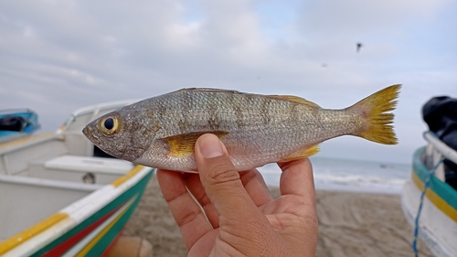 Armed grunt (Conodon serrifer) — Haemulidae