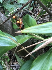 Alpinia stachyodes