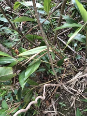 Alpinia stachyodes