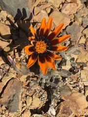 Gazania heterochaeta