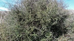 Olearia bullata