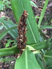 Alpinia stachyodes