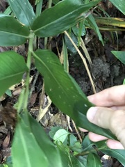 Alpinia stachyodes
