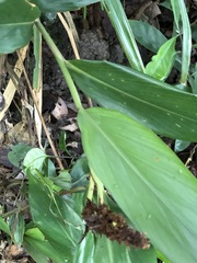 Alpinia stachyodes