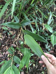 Alpinia stachyodes