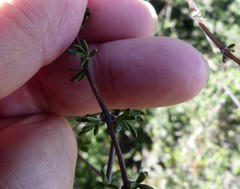 Olearia bullata