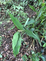 Alpinia stachyodes