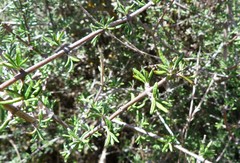 Olearia bullata