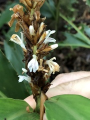 Alpinia stachyodes