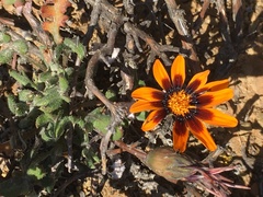 Gazania heterochaeta