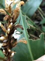 Alpinia stachyodes