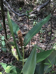 Alpinia stachyodes