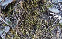 Coprosma atropurpurea
