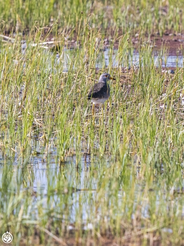 Grey-headed Lapwing