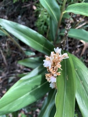 Alpinia stachyodes