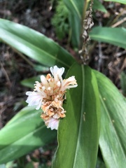 Alpinia stachyodes