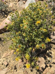 Berkheya spinosa