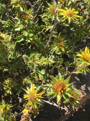 Berkheya spinosa