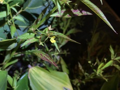 Ludwigia erecta