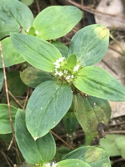 Spermacoce latifolia