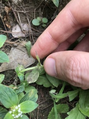 Spermacoce latifolia