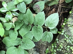 Gomphostemma chinense