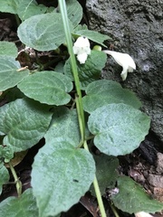 Gomphostemma chinense