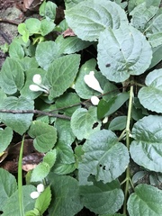 Gomphostemma chinense