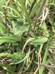 Gynura divaricata
