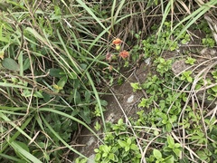 Gynura divaricata