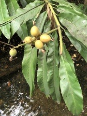 Alpinia hainanensis