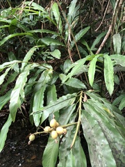 Alpinia hainanensis