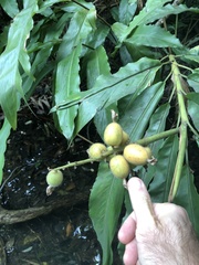 Alpinia hainanensis