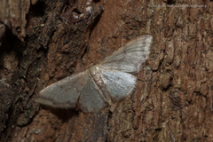 Idaea impexa