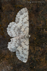 Ophthalmitis herbidaria