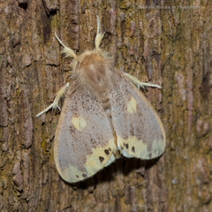 Euproctis quadrangularis