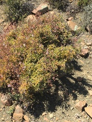 Pelargonium crithmifolium