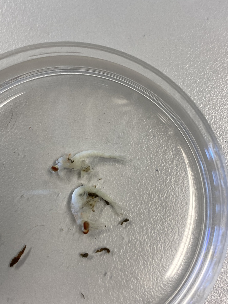 Boreomysis megalops
