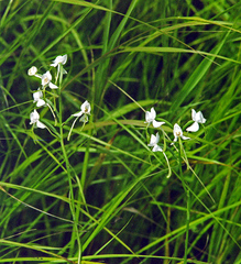Habenaria linearifolia