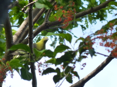 Treron australis