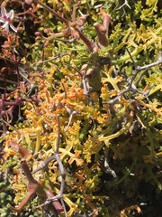 Pelargonium crithmifolium