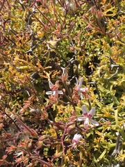 Pelargonium crithmifolium