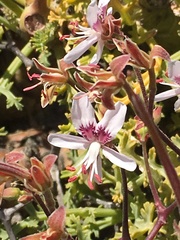 Pelargonium crithmifolium