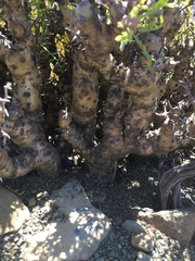 Pelargonium crithmifolium