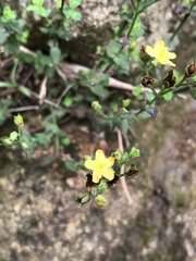 Hypericum japonicum