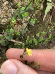 Hypericum japonicum