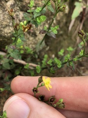 Hypericum japonicum