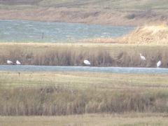 Ardea alba